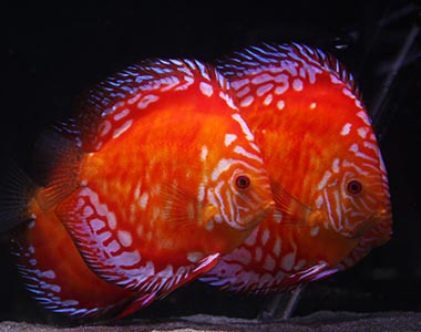 Aqua-Amazon - de mooiste aquariumvissen - discus vissen