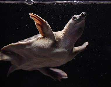 Aqua-Amazon - de mooiste aquariumvissen - fly river turtle